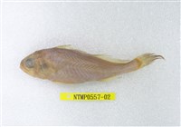 藏品(杜氏叫姑魚)的圖片